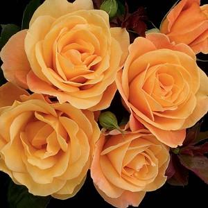 Rosa 'Strike It Rich', Rose 'Strike It Rich', Rosa 'WEKbepmey', Rosa 'Orientalia', Grandiflora Roses, Shrub Roses, Yellow roses, Rose bush